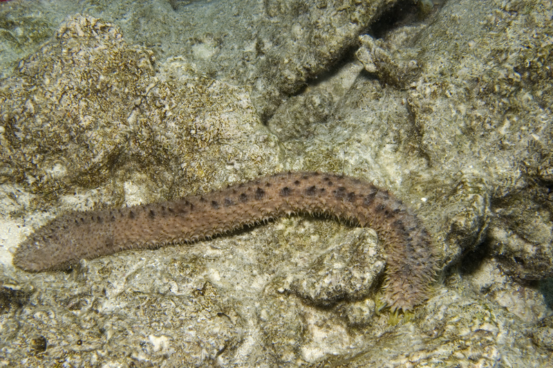 Holothuria verrucosa